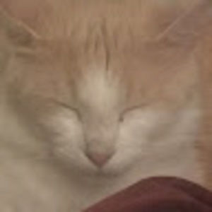 Meet your Posher, Carlene